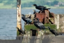 Day 10 - 7th Sept - Cormorants Communing - Carrera Photography