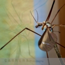 Day 28 - 25th Sept - Crane Fly - Carrera Photography