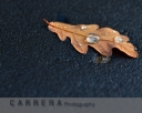 Day 36 - 3rd Oct - Autum Leaf - Carrera Photography