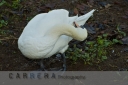 Day 86 - 22nd Nov - Clean Those Tail Feathers - Carrera Photography