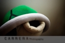 Day 101 - 8th Dec - Green Shell - Carrera Photography