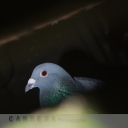 Day 105 - 12th Dec - The Pigeon - Carrera Photography