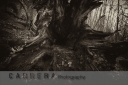 Day 133 - 9th Jan - Mouth Of The Tree - Carrera Photography